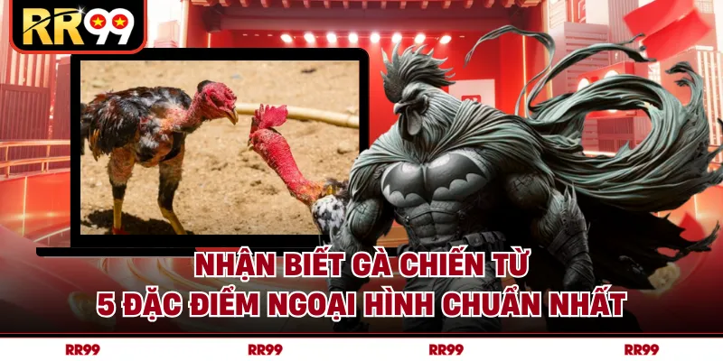 Nhận Biết Gà Chiến Từ 5 Đặc Điểm Ngoại Hình Chuẩn Nhất